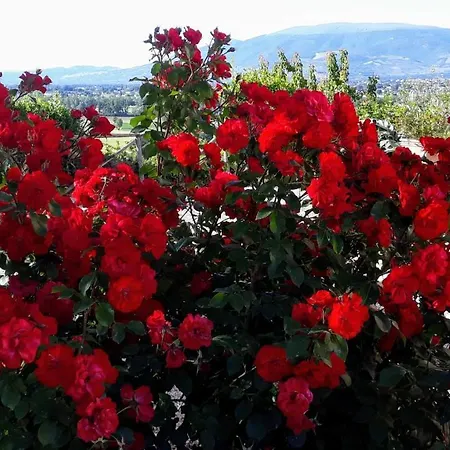 Tenuta Colverano 컨트리하우스