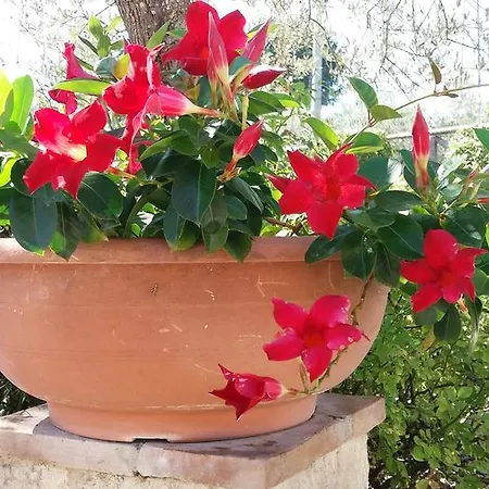 Tenuta Colverano Casa rural