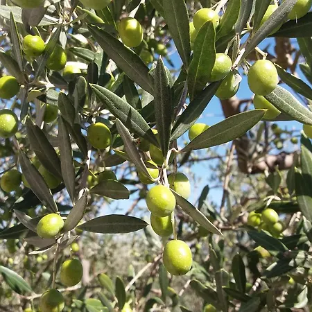 Tenuta Colverano Casa rural *