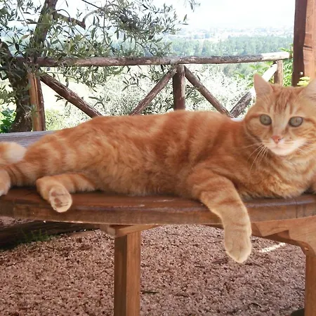 Tenuta Colverano 컨트리하우스 몬테팔코