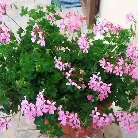 Tenuta Colverano *