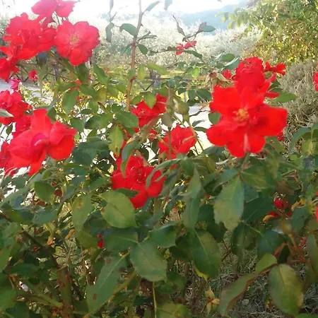 Tenuta Colverano 컨트리하우스